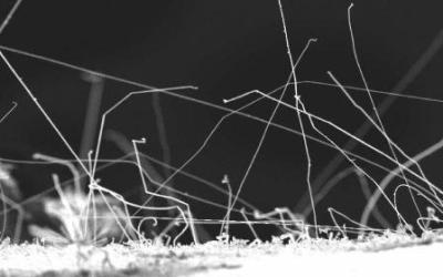 Microscopic imagery of zinc whiskers